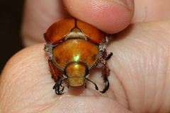 Anoplognathus hirsutus