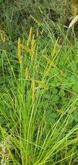 Carex vulpinoidea