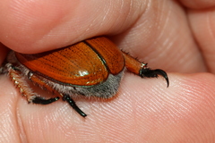 Anoplognathus hirsutus