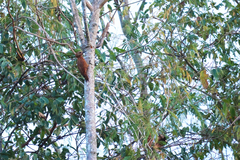 Micropternus brachyurus