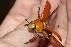 Anoplognathus hirsutus