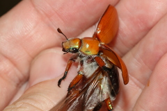 Anoplognathus hirsutus