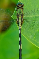 Orthetrum sabina