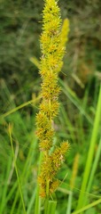 Carex vulpinoidea