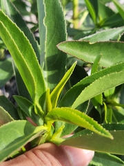 Myoporum montanum