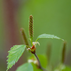 Betula × aurata
