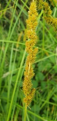 Carex vulpinoidea