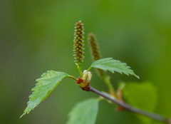 Betula × aurata