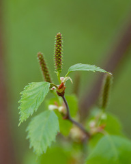 Betula × aurata