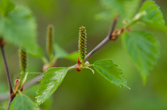 Betula × aurata