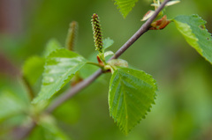 Betula × aurata