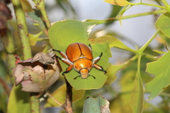 Anoplognathus hirsutus