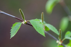 Betula × aurata