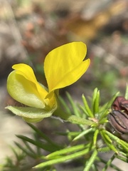 Gompholobium minus