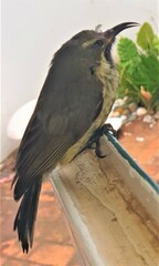 Chalcomitra amethystina