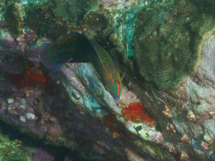 Halichoeres biocellatus