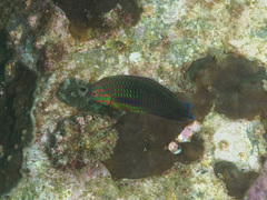 Halichoeres biocellatus