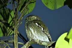 Glaucidium cuculoides