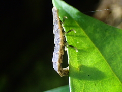 Pyrocoelia formosana