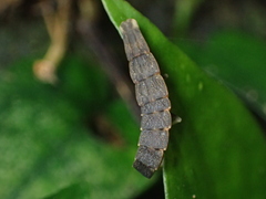 Pyrocoelia formosana