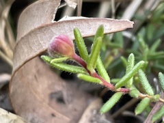 Hibbertia pedunculata