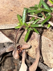 Hibbertia pedunculata