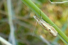 Agriphila inquinatella
