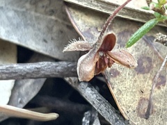 Hibbertia pedunculata