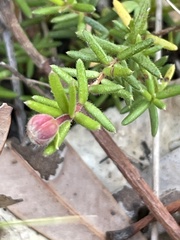 Hibbertia pedunculata