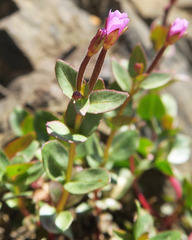 Epilobium glaberrimum