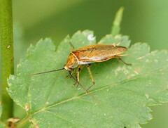 Pseudophyllodromiinae
