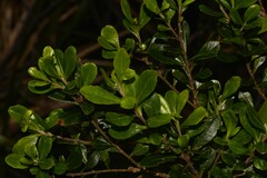 Leionema elatius beckleri