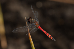 Austrothemis nigrescens