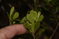 Leionema elatius beckleri