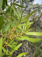 Persoonia lanceolata