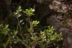 Leionema elatius beckleri