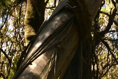 Eucalyptus approximans