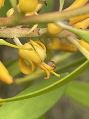 Persoonia lanceolata