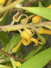 Persoonia lanceolata