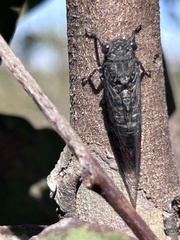 Atrapsalta encaustica