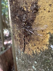 Austroaeschna pulchra