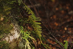 Notogrammitis heterophylla