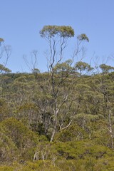 Eucalyptus approximans