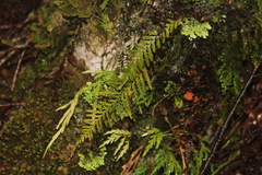 Notogrammitis heterophylla