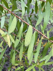 Persoonia lanceolata