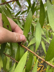 Persoonia lanceolata