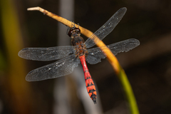 Austrothemis nigrescens