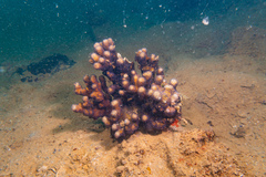 Cnidaria