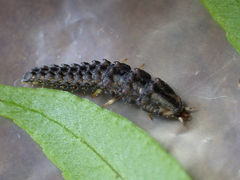 Abscondita cerata