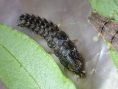 Abscondita cerata